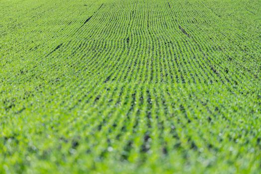 Fresh green plants on an agriculture field