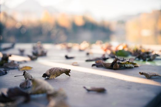 Colourful leaves lying on a footbridge, blurry autumn scenery in the background