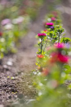 Close up of spring flowers on a field, agriculture