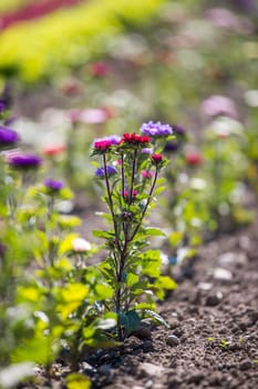 Close up of spring flowers on a field, agriculture