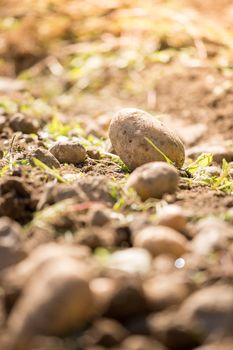 Close up of fresh potatoes on a farm, agriculture, blurry background