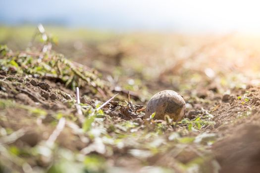 Close up of fresh potatoes on a farm, agriculture, blurry background