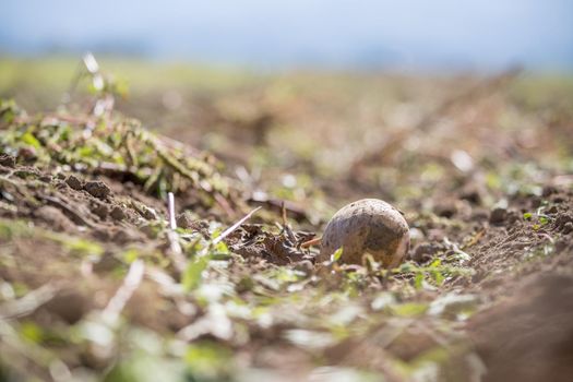 Close up of fresh potatoes on a farm, agriculture, blurry background