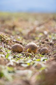 Close up of fresh potatoes on a farm, agriculture, blurry background