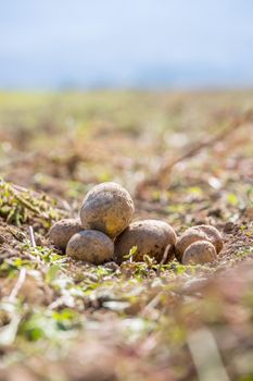 Close up of fresh potatoes on a farm, agriculture, blurry background