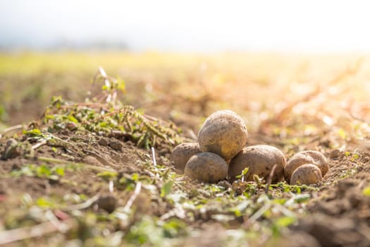 Close up of fresh potatoes on a farm, agriculture, blurry background