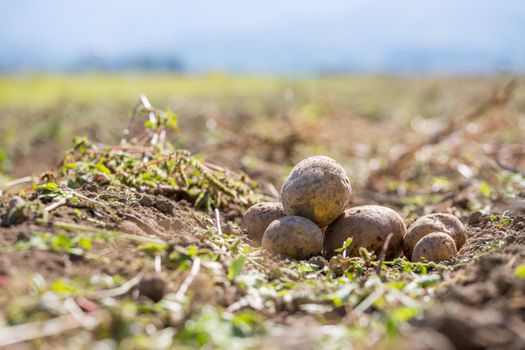Close up of fresh potatoes on a farm, agriculture, blurry background