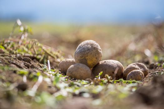 Close up of fresh potatoes on a farm, agriculture, blurry background