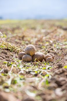 Close up of fresh potatoes on a farm, agriculture, blurry background