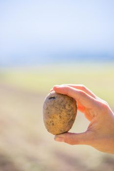 Close up of farmer hands holding potatoe on a potatoe field, blurry background