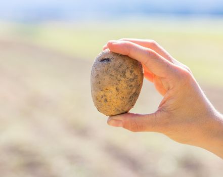 Close up of farmer hands holding potatoe on a potatoe field, blurry background