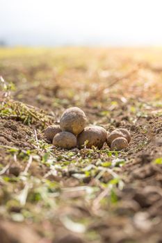 Close up of fresh potatoes on a farm, agriculture, blurry background