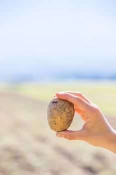 Close up of farmer hands holding potatoe on a potatoe field, blurry background