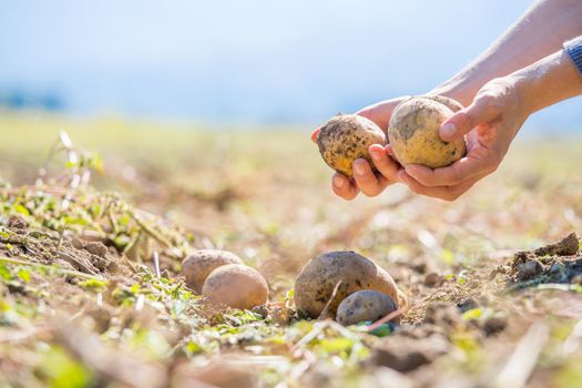 Close up of farmer hands holding potatoe on a potatoe field, blurry background