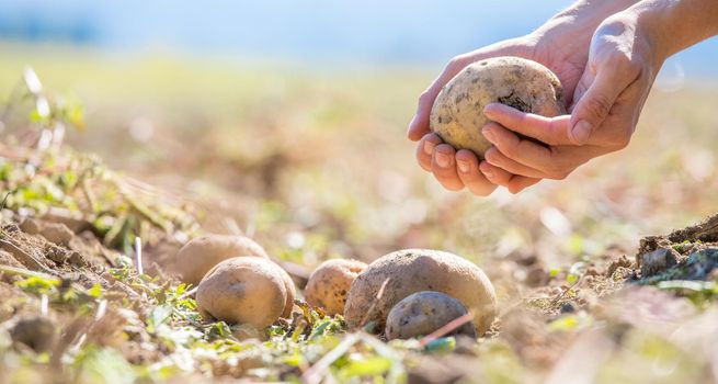 Close up of farmer hands holding potatoe on a potatoe field, blurry background