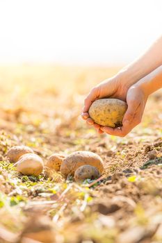 Close up of farmer hands holding potatoe on a potatoe field, blurry background