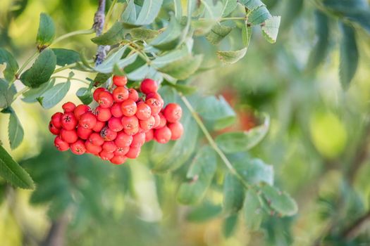 Close up of red mountain ash in autumn
