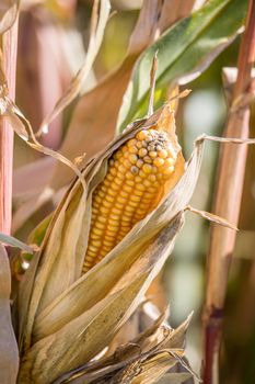 Close up of fresh crob of ripe corn