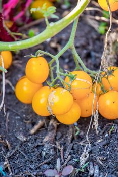 Close up of fresh yellow tomatoes, urban gardening