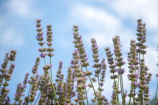 Fresh purple lavender blossoms in France, blue sky, post card