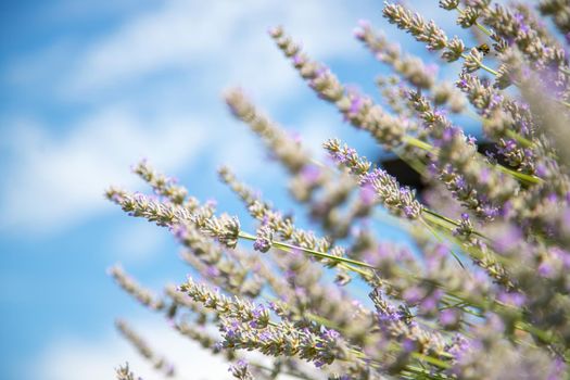 Fresh purple lavender blossoms in France, blue sky, post card