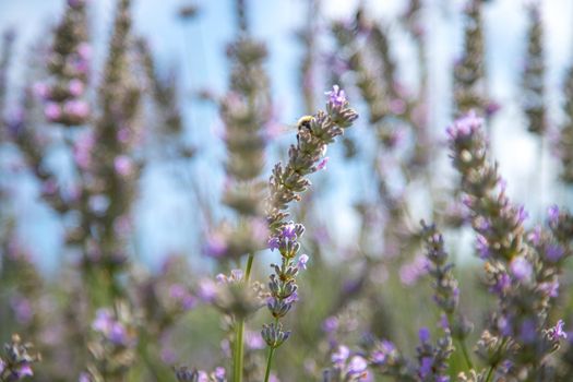 Fresh purple lavender blossoms in France, blue sky, post card
