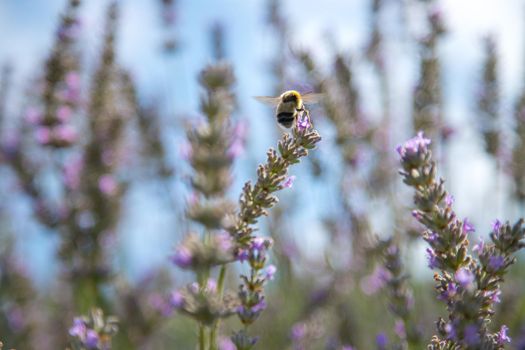 Bee on purple lavendula blossoms, France