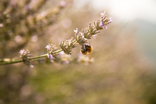 Bee on purple lavender blossoms, France