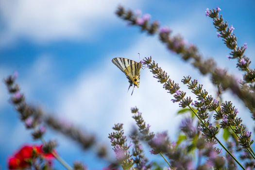 Butterfly on purple lavender blooms, France, post card