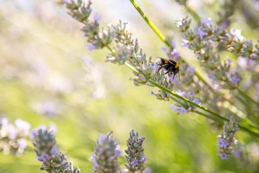 Bee on purple lavender blossoms, France