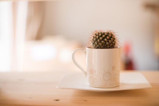 Cactus at home, blurry background