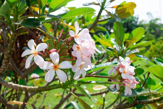 Plumeria, white flowers in full bloom, in beautiful nature.