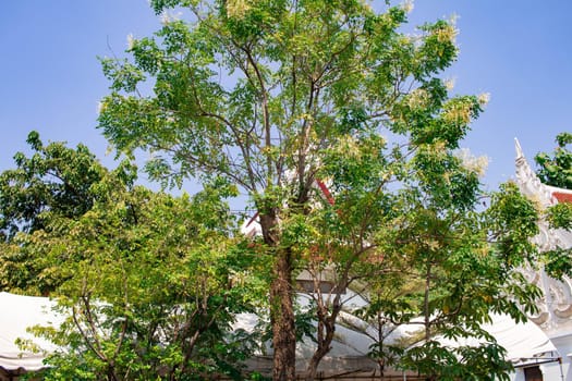 The temple's garden is surrounded by natural trees. Is a green space for people in the area