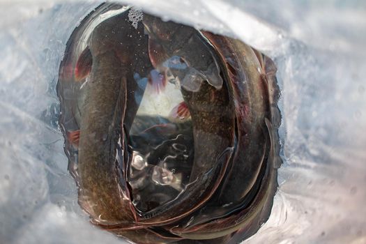 Several catfish in the same plastic bag. It is an Asian native fish. It is popular to eat and can be eaten at street food stores.