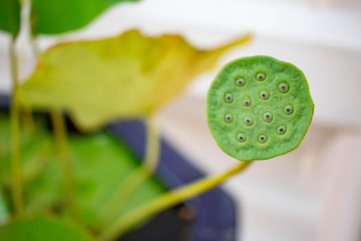 Lotus shower in green.In a lotus basin