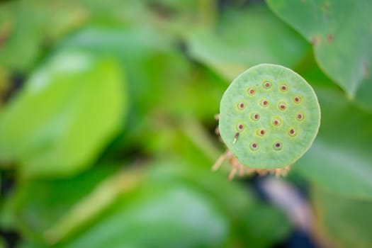 Lotus shower in green.In a lotus basin