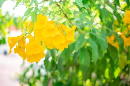 Yellow flowers bloom beautifully in the sun and surrounded by green nature.