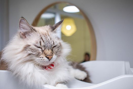 Black and white long-haired cat in a pet cafe cat sleeping