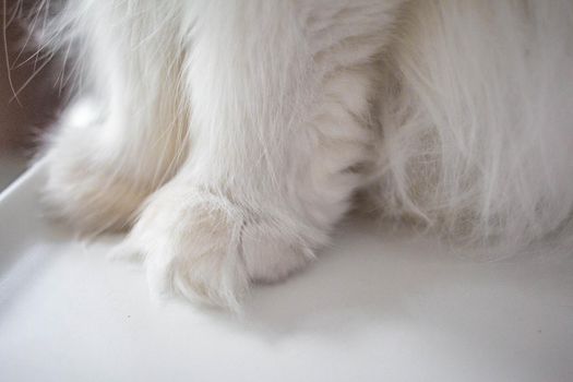 The cat's paw helps in the grip and movement of the cat. Look like a soft button