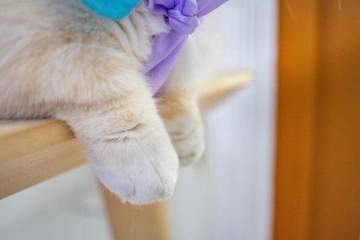 The cat's paw helps in the grip and movement of the cat. Look like a soft button