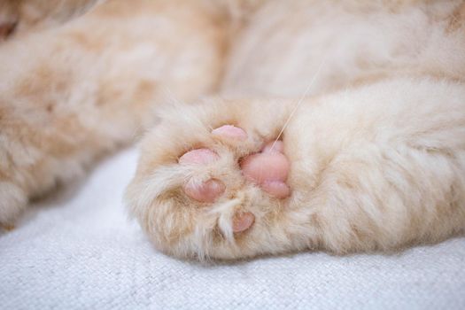 The cat's paw helps in the grip and movement of the cat. Look like a soft button