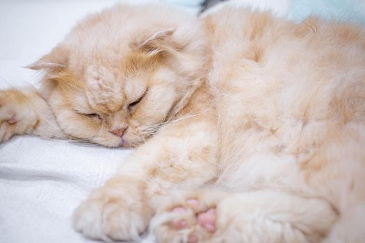 A brown-haired cat is sleeping in a pet cafe.