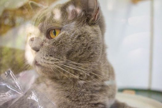 The gray-haired cat was looking outside in a pet cafe.