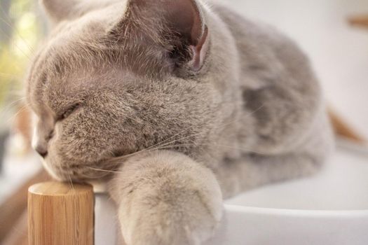 Gray-haired cat sleeping in pet cafe