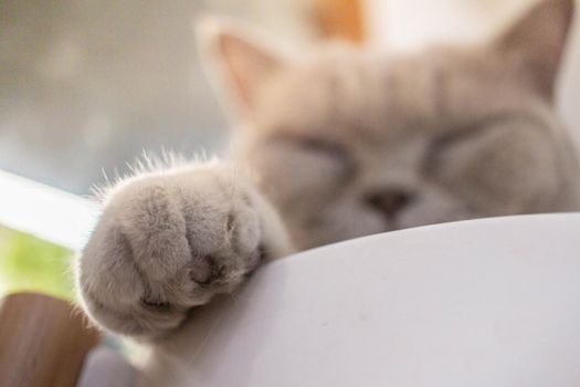 Gray-haired cat sleeping in pet cafe