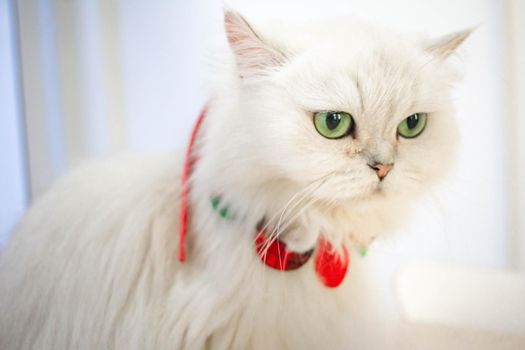 A white cat in pet cafe, the cat is booking, looking.