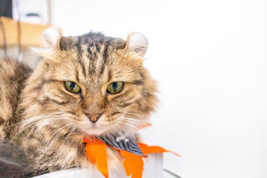 Brown cat in pet cafe.The Brown cat in pet cafe
The cat is booking and is looking