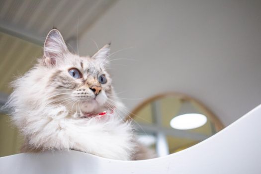 Black and white furry cat in pet cafe. The cat is booking and is looking