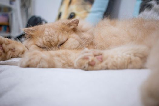 A brown-haired cat is sleeping in a pet cafe.