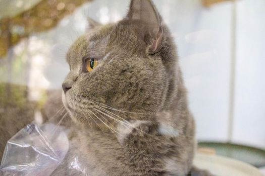 The gray-haired cat was looking outside in a pet cafe.